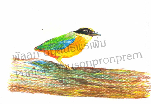 ภาพวาดสีไม้นกนกแต้วแล้วธรรมดา Pitta moluccensis (Blue-winged Pitta) ได้มีโอกาสไปบรรยายสอนวาดภาพทางชีววิทยาปักษี งานเข้าเจอผู้ร่วมฟังบรรยาย ถามเรื่องเทคนิคสีไม้ เลยต้องขอทำการบ้านเพื่อไปสอนผู้ร่วมบรรยาย ให้วาดได้เร็วและสนุก เป็นการลองผิดลองถูกทดสอบวัสดุอุปกรณ์ และเทคนิคไปในตัว วาด ๆ ไปก็สนุกเหมือนกัน ลองวาดแบบเร็ว ๆ มันส์ ดู สนุกดีครับ สีโปรงใสน่าวาด จังหวะการทับซ้อนกันของสี น่าสนใจดีมากครับ