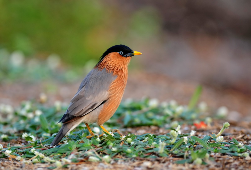 Brahminy Starling