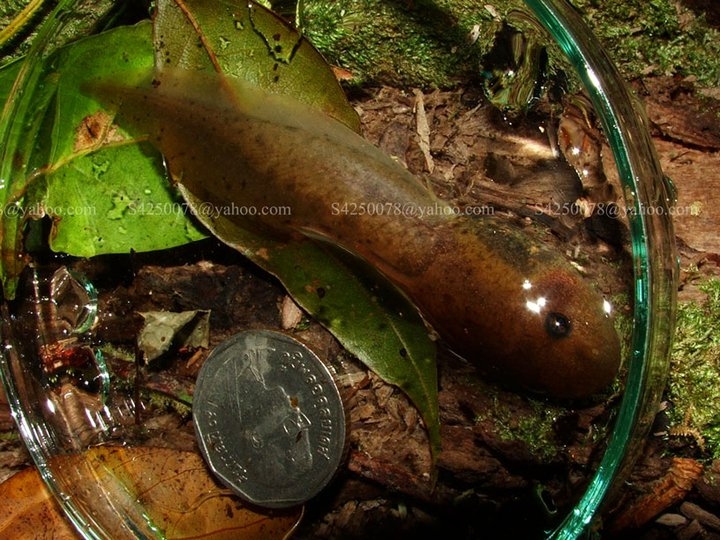 Species Leptobrachium chapaense กลุ่มอนุรักษ์ความหลากหลายทางชีวภาพ