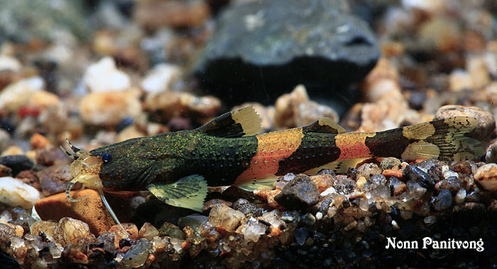 ดัชนีสิ่งมีชีวิต Species Index กลุ่มอนุรักษ์ความหลากหลายทางชีวภาพและ