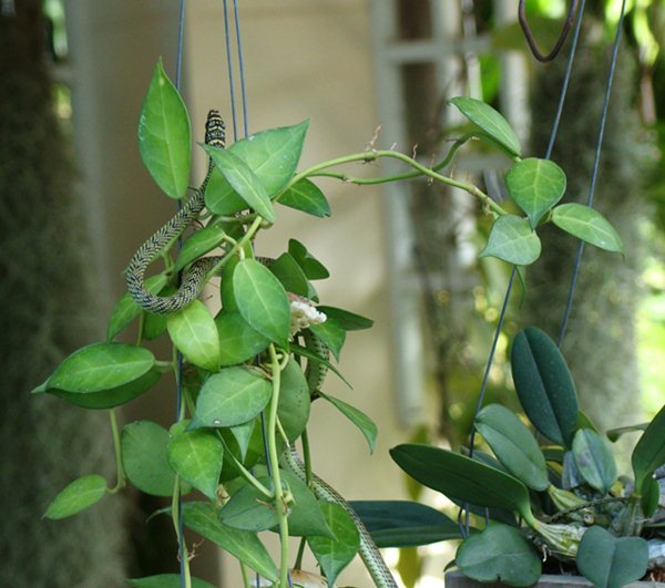 snake