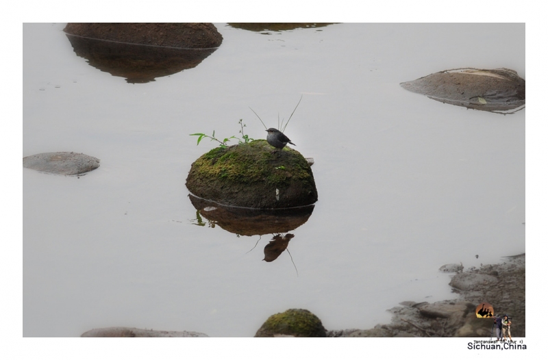 Plumbeous Redstart