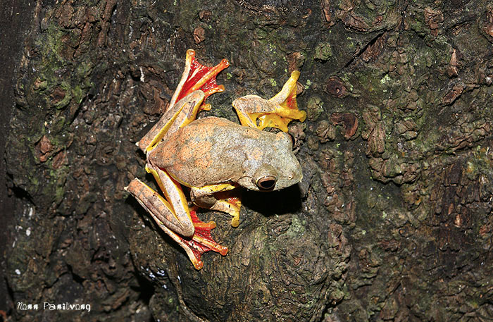 Rhacophorus JungleKey.fr Image