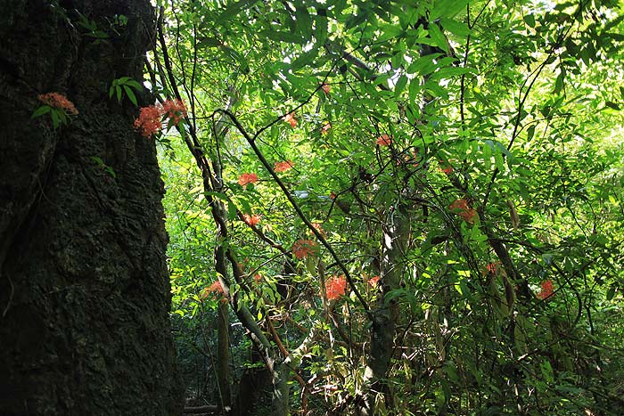 อโศกน้ำ กำลังสะพรึ่งเลย Saraca indica Linn.