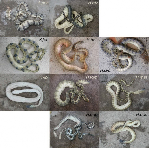 Sea snakes from Vietnam: Acalyptophis peronii, Kerilia jerdonii, Thalassophina viperina, Hydrophis atriceps, H. belcheri, H. cyanocinctus, H. lamberti, H. melanocephalus, H. ornatus & H. pachycercos