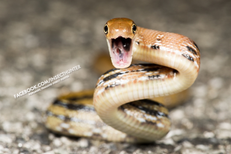 Coelognathus radiata