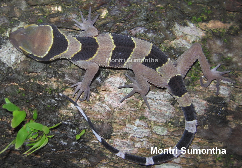 Cyrtodactylus phuketensis