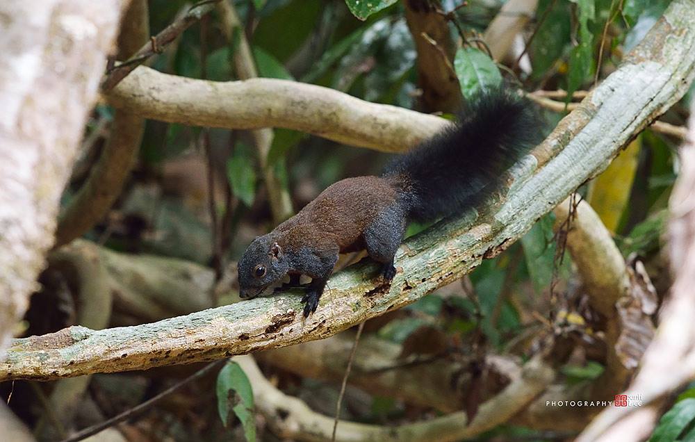 ดัชนีสิ่งมีชีวิต Species Index กลุ่มอนุรักษ์ความหลากหลายทางชีวภาพและ
