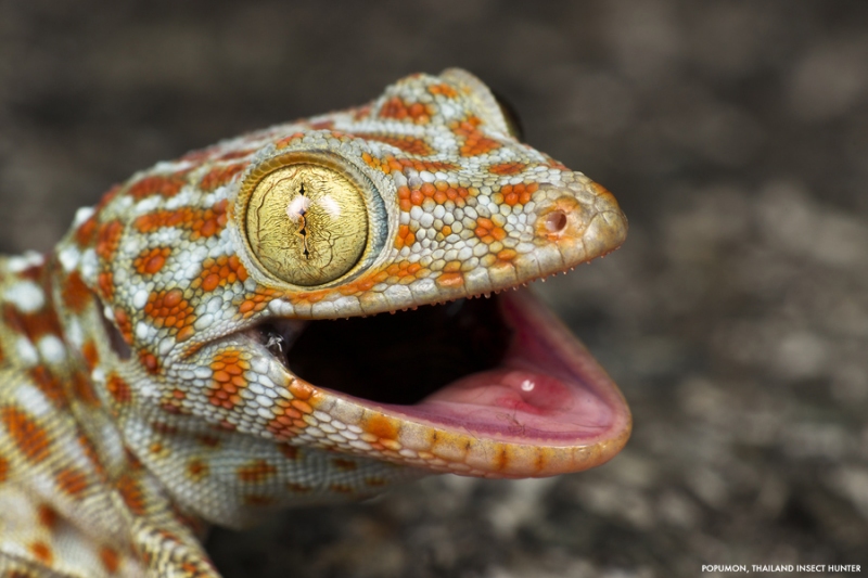 Gekko gecko