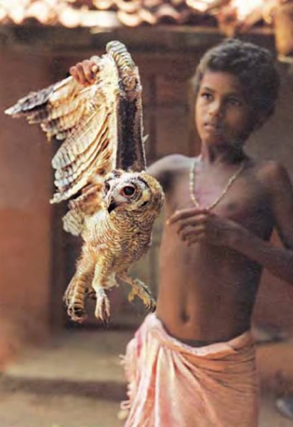 Owlet & Indian