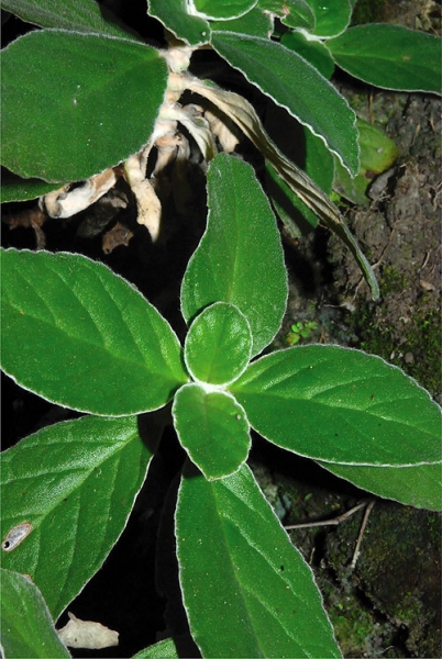 ลักษณะใบ: ภูมิพลินทร์ • Trisepalum bhumibolianum