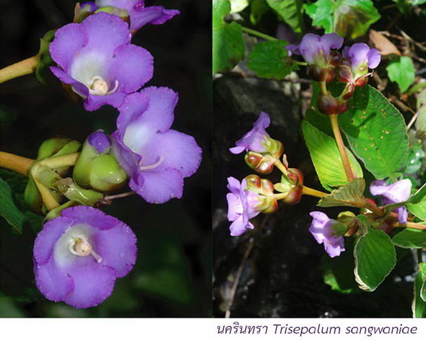 นครินทรา • Trisepalum sangwaniae