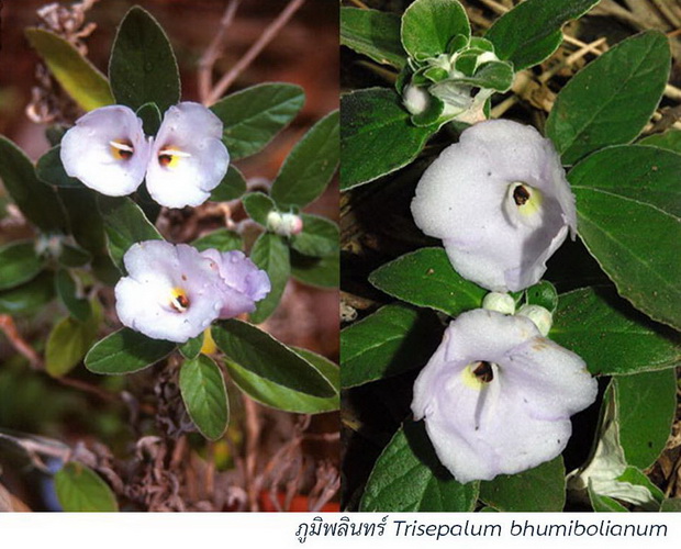ภูมิพลินทร์ • Trisepalum bhumibolianum