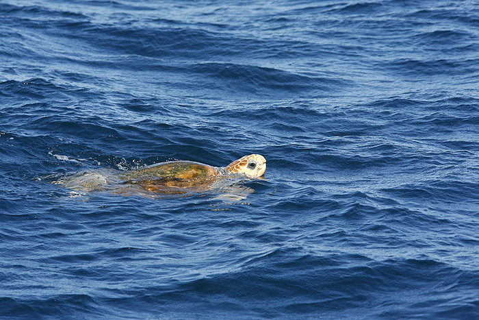เต่าตนุ Chelonia mydas ใช่ไหมแบบนี้? เห็นฝรั่งเรียก Green turtle
