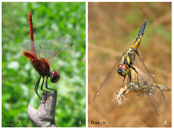 การยกก้นของแมลงปอมีหลายองศา: 1) แมลงปอบ้านกลางปลายหางแต้ม ([i]Urothemis signata[/i])  2) แมลงปอบ้านยอดฟ้า ([i]Aethriamanta aethra[/i]) ตัวเมีย