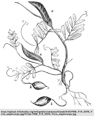 ต้น Underground Vetch (Vicia amphicarpa L.)  ที่พบได้ทั่วโลก