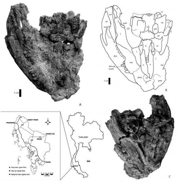 Krabisuchus siamogallicus [Late Eocene 34.8-33.7 MYa] — the first eusuchian crocodile taxon from the Late Eocene of Thailand.