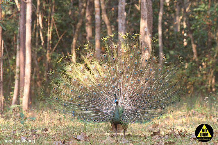 peacock_display.jpg