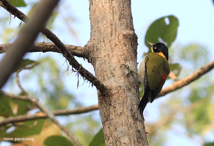 wood_pecker.jpg