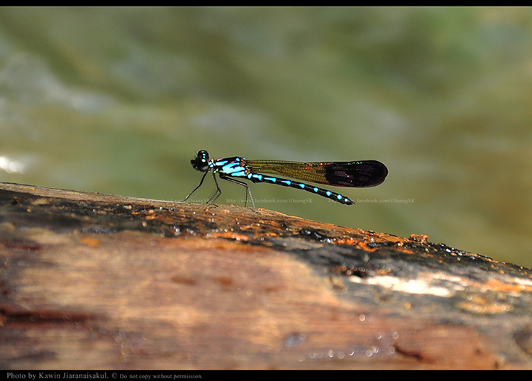 แมลงปอเข็มน้ำตกสั้นลายจุด Heliocypha perforata