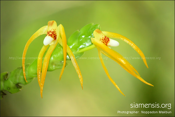 ตะขาบเหลือง (Thrixspermum centipeda)