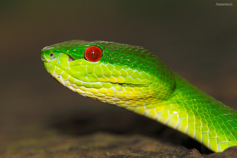 viper