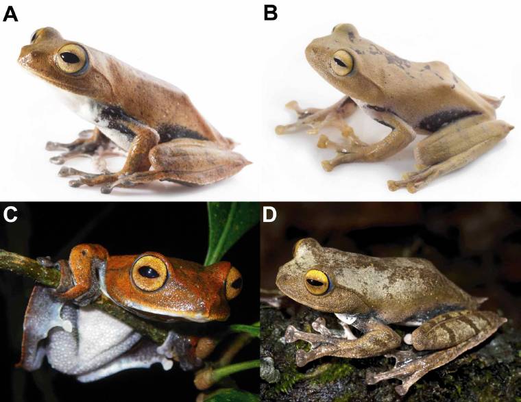 in life diurnal colouration: (A) adult male holotype, (B) female paratype; (C) adult male, non-vouchered specimen, in situ with nocturnal colouration, and (D) adult male diurnal colouration (note modified skin under angles of jaw over paired subgular vocal sac).