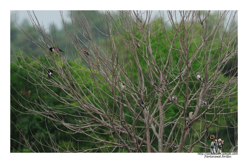 White-shouldered-Starling ทำตัวเนียนกับกิ่งไม้แทบมองไม่เห็นเลย