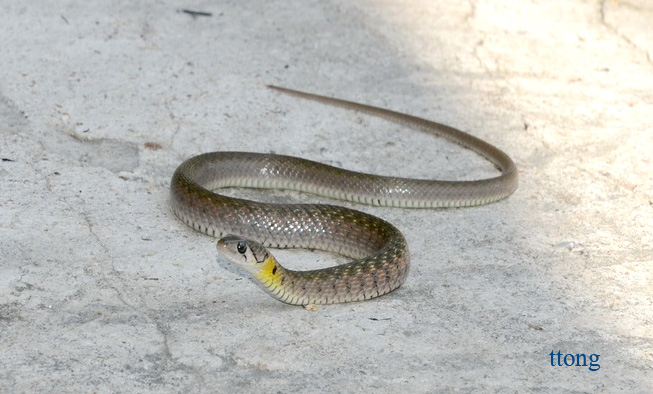 xenochrophis_flavipunctatus_0.jpg?1304186250